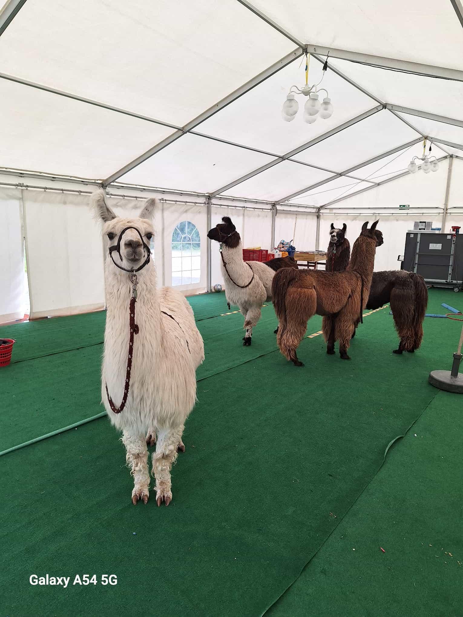 Lama beim Spaziergang